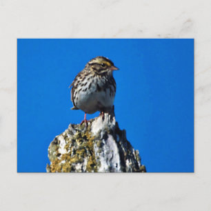 Savannah Sparrow Postcard