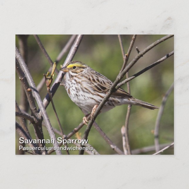 Savannah Sparrow Postcard (Front)