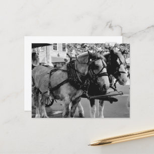 Savannah Working Horses Postcard