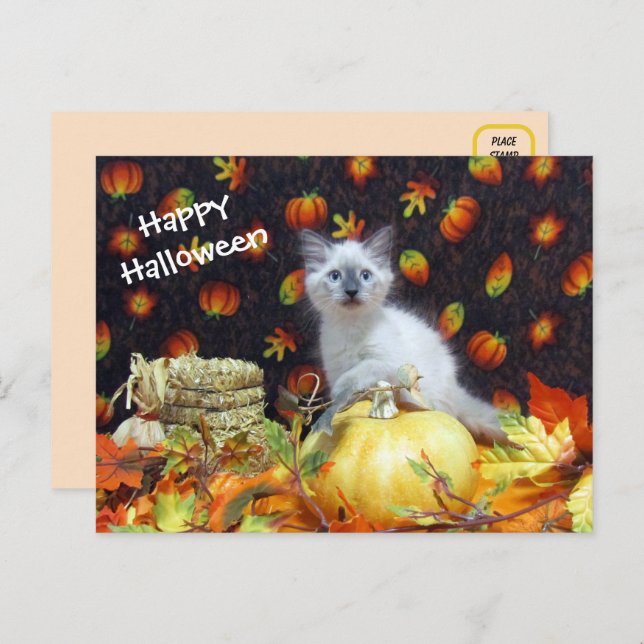 Savannah's Halloween Postcard - Siamese Cat Pic (Front/Back)