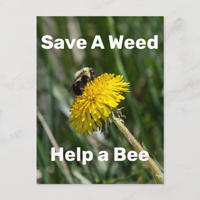 Save A Weed, Help A Bee Postcard (Front)