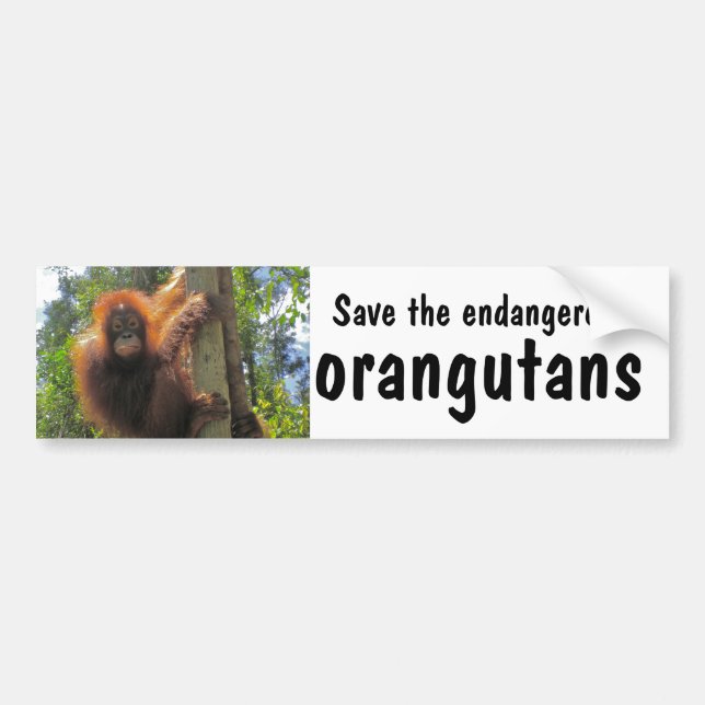 Save Endangered Orangutans Bumper Sticker (Front)