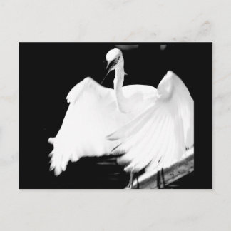 Save Florida's Birds Postcard