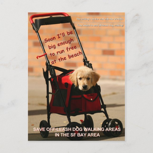 Save Off-Leash Dog Walking Congresswoman Pelosi! Postcard (Front)