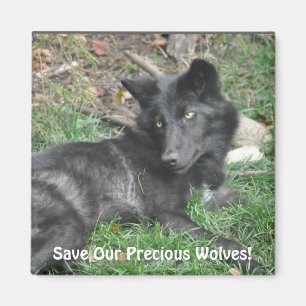 SAVE OUR GREY WOLVES Wildlife Black Wolf Pup Magnet