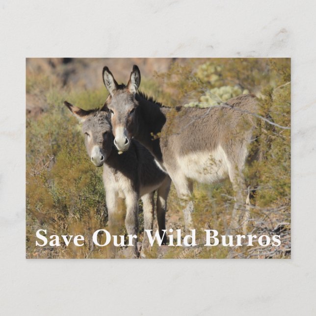 Save Our Wild Burros Postcard (Front)