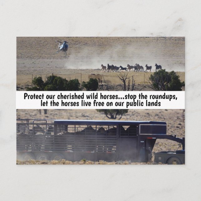 Save Our Wild Horses Campaign Postcard (Front)