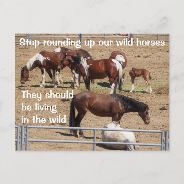Save Our Wild Horses Campaign Postcard (Front)