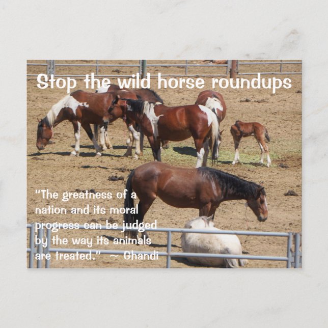 Save Our Wild Horses Campaign Postcard (Front)