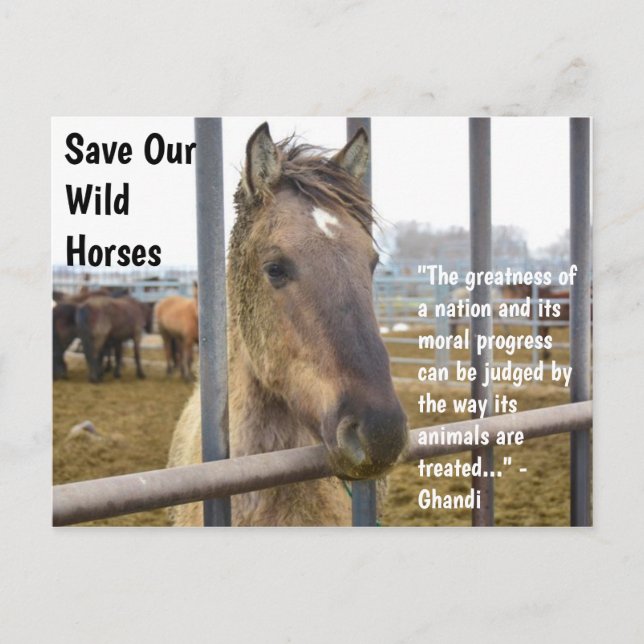 Save Our Wild Horses Campaign Postcard (Front)