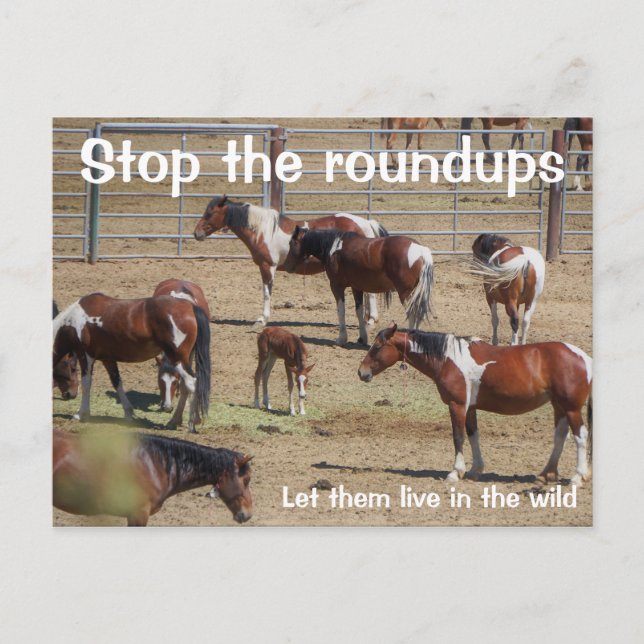 Save Our Wild Horses Campaign Postcard (Front)
