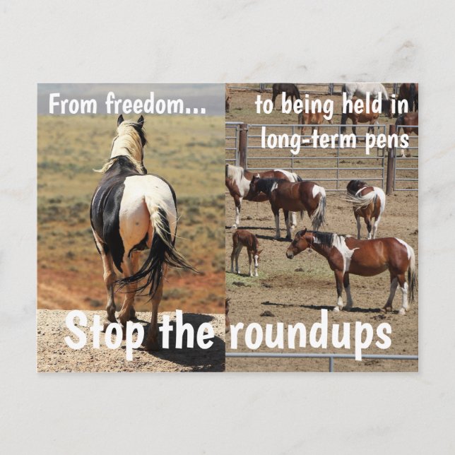 Save Our Wild Horses Campaign Postcard (Front)
