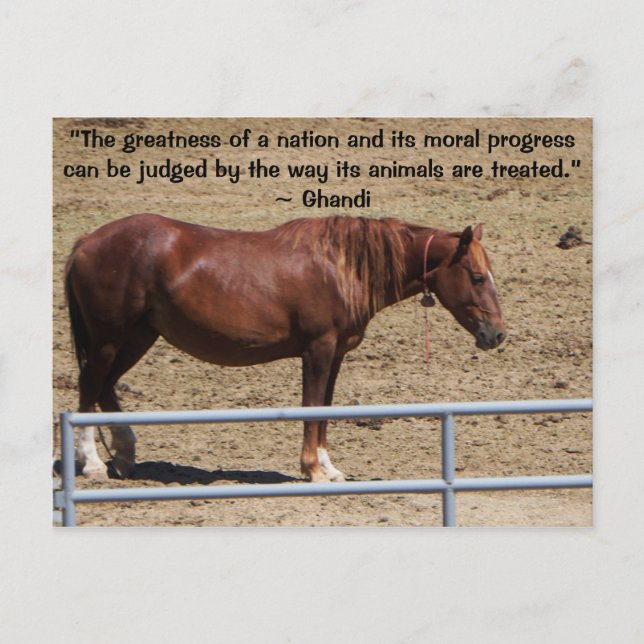 Save Our Wild Horses Campaign Postcard (Front)