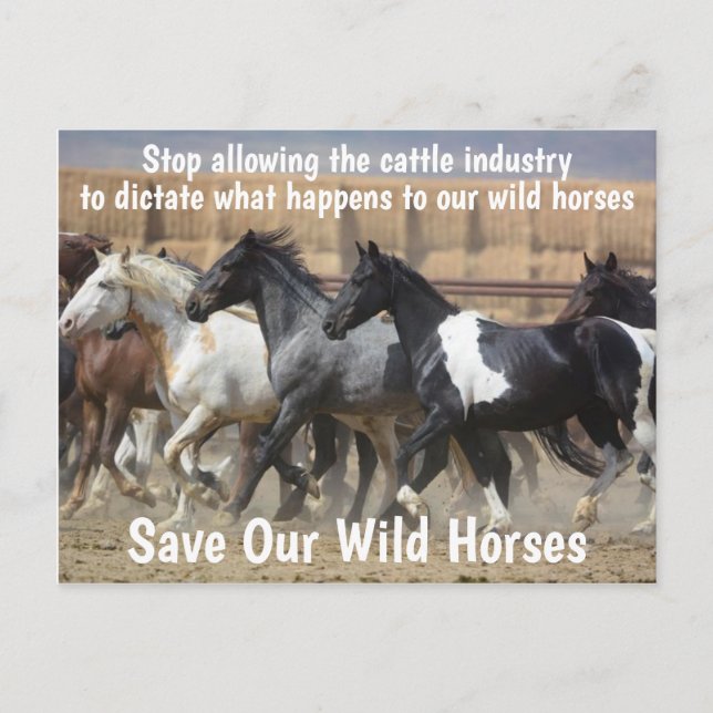 Save Our Wild Horses Campaign Postcard (Front)