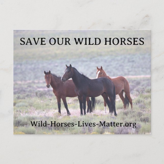 Save Our Wild Horses Invitation Postcard (Front)