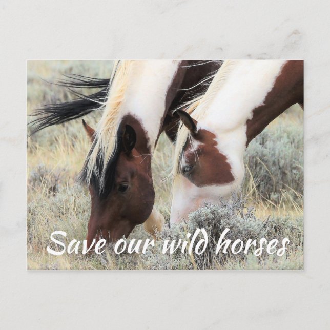 Save Our Wild Horses Postcard (Front)