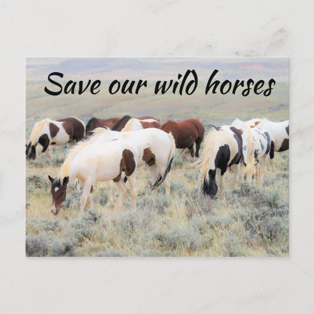 Save Our Wild Horses Postcard (Front)