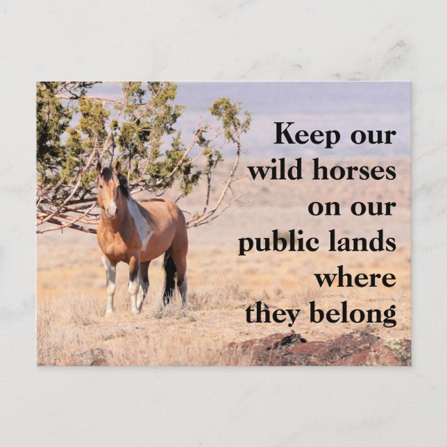 Save Our Wild Horses Postcard (Front)