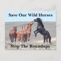 Save Our Wild Horses