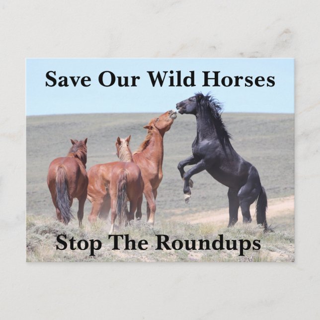 Save Our Wild Horses Postcard (Front)
