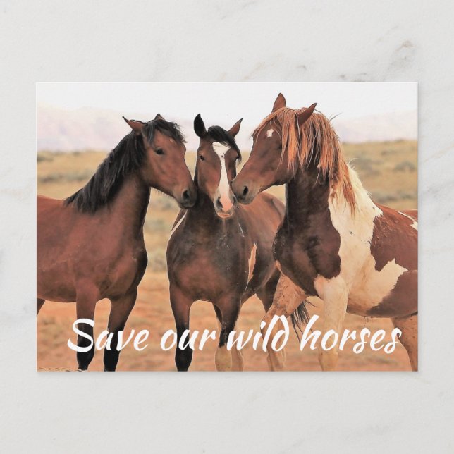 Save Our Wild Horses Postcard (Front)