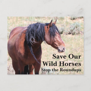 Save Our Wild Horses Postcard