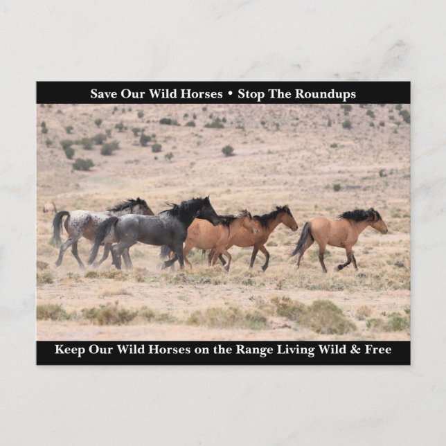 Save Our Wild Horses Postcard (Front)