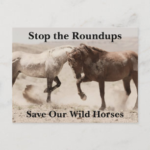 Save Our Wild Horses Postcard