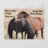 Save Our Wild Horses