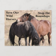 Save Our Wild Horses