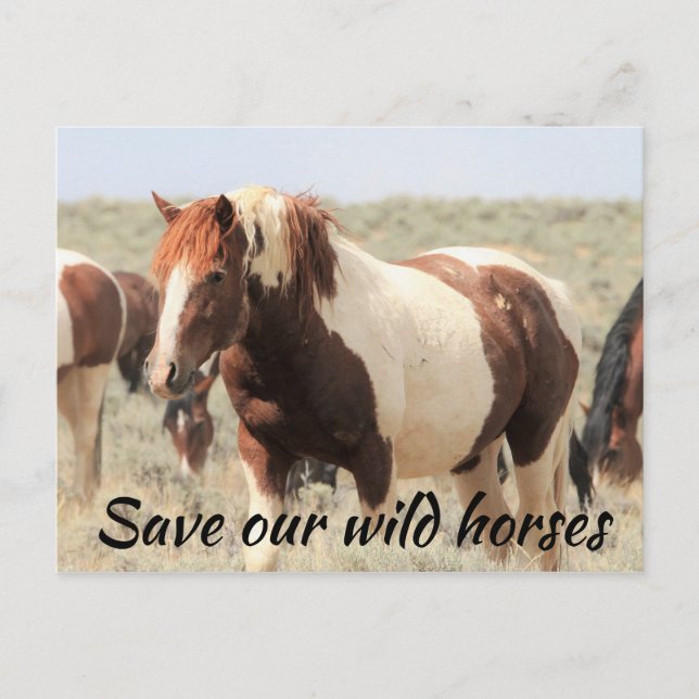 Save Our Wild Horses Postcard (Front)
