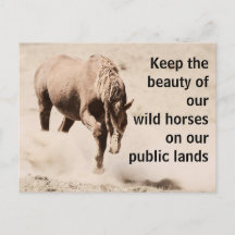 Save Our Wild Horses