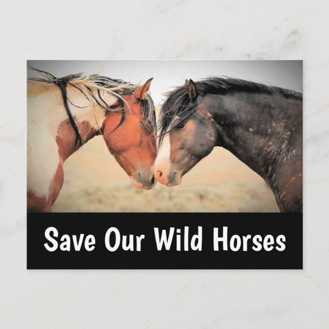 Save Our Wild Horses Postcard (Front)