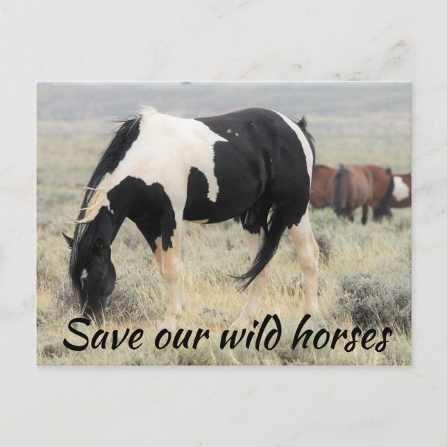 Save Our Wild Horses Postcard (Front)