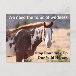 Save Our Wild Horses Postcard