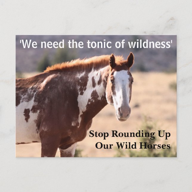 Save Our Wild Horses Postcard (Front)
