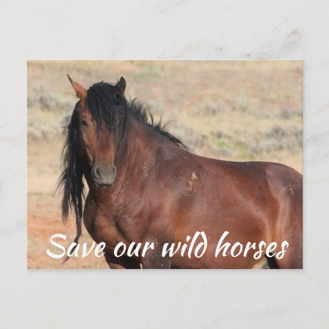Save Our Wild Horses Postcard (Front)