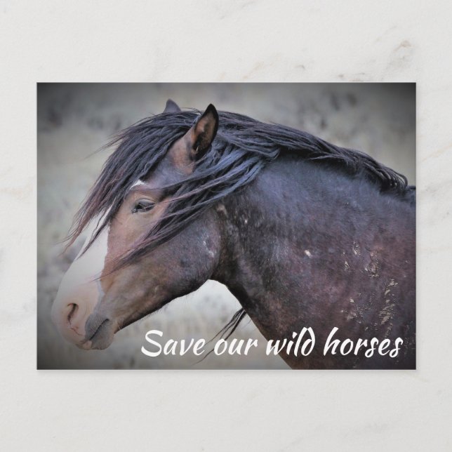 Save our Wild Horses Postcard (Front)