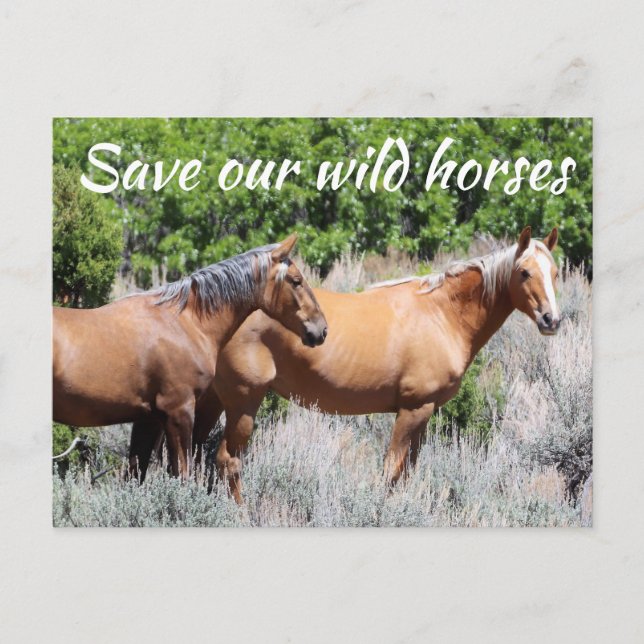 Save Our Wild Horses Postcard (Front)