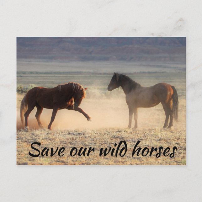 Save Our Wild Horses Postcard (Front)