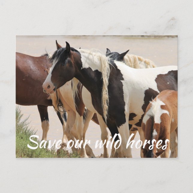 Save Our Wild Horses Postcard (Front)