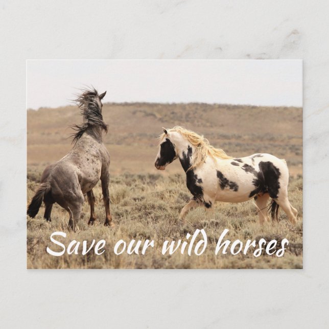Save Our Wild Horses Postcard (Front)