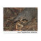 Save Pangolins from Extinction Postcard