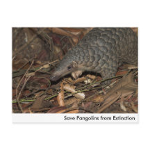 Save Pangolins from Extinction Postcard