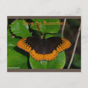 Save the Butterflies Arkansas 2 Postcard