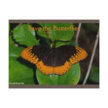 Save the Butterflies Arkansas 2 Postcard