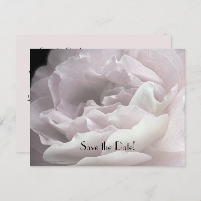 Save the Date 100th Birthday Rose Petals Postcard (Front/Back)