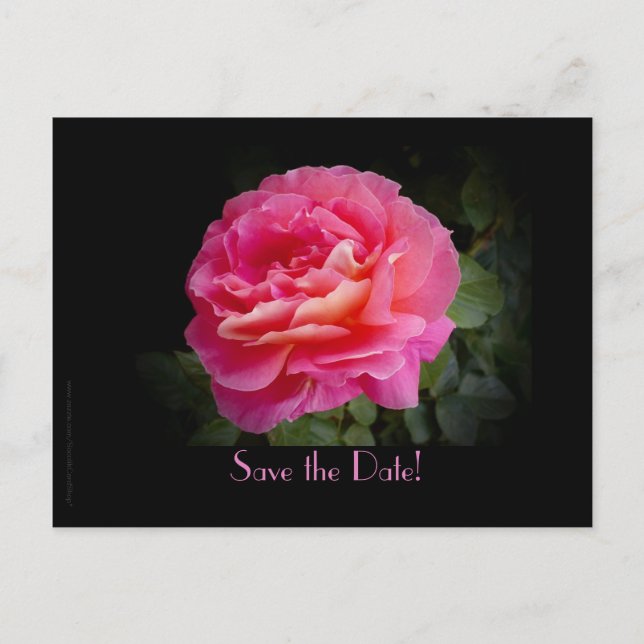 Save the Date 20th Anniversary Party Pink Rose Announcement Postcard (Front)