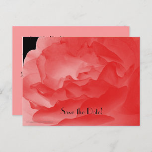 Save the Date 90th Birthday Party, Coral Rose Announcement Postcard