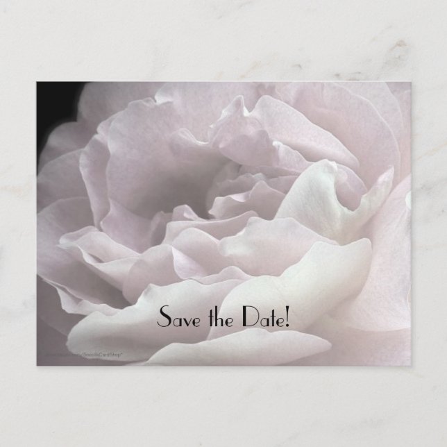 Save the Date 95th Birthday Party Petals Postcard (Front)